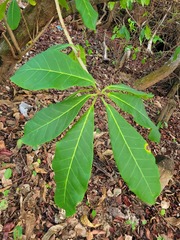 Ficus catappifolia
