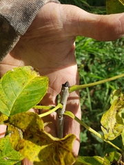 Fraxinus nigra