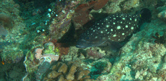 Epinephelus coeruleopunctatus