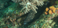 Epinephelus coeruleopunctatus