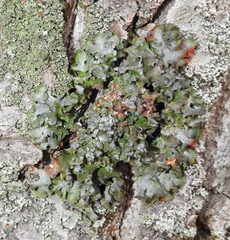 Pleurosticta acetabulum