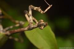 Pseudovates arizonae