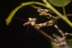 Pseudovates arizonae