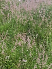 Melinis repens