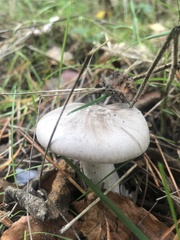 Clitocybe