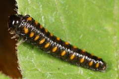 Tenthredo mandibularis