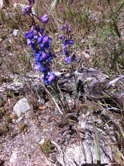 Delphinium gracilentum