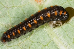 Tenthredo mandibularis