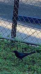 Quiscalus major westoni