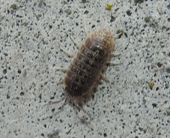 Armadillidium versicolor