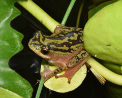 Hyperolius marmoratus marmoratus