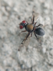 Pogonortalis doclea