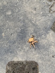 Acanthepeira