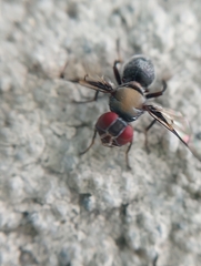 Pogonortalis doclea