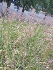 Melinis repens