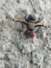 Pogonortalis doclea
