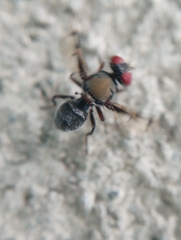 Pogonortalis doclea