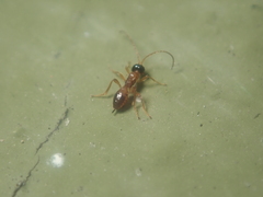 Chasmodon apterus