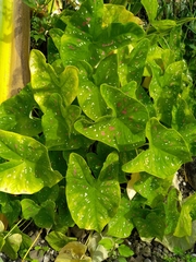 Caladium bicolor