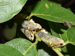 Ptyelus grossus
