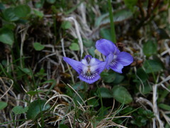 Viola reichenbachiana
