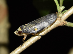Ptyelus grossus