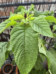Amaranthus caudatus