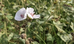 Althaea officinalis
