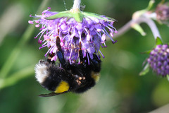 Bombus terrestris