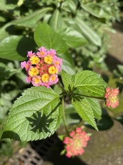 Lantana