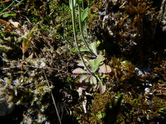 Draba incana