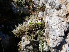 Draba incana