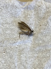 Tineola bisselliella