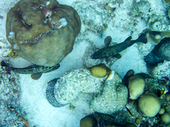 Montastraea cavernosa