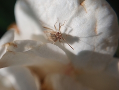 Liorhyssus hyalinus