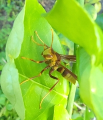 Polistes major major