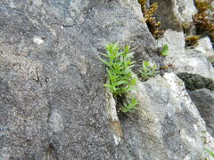 Galium boreale