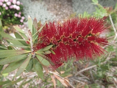 Melaleuca glauca