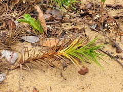 Cyperus pedunculatus