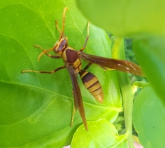 Polistes major major