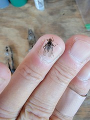 Hippoboscidae