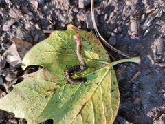 Lumbricus terrestris