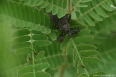 Apiomerus longispinis