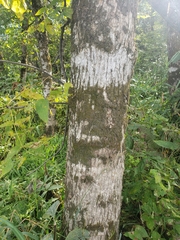 Fraxinus nigra