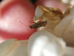 Liorhyssus hyalinus