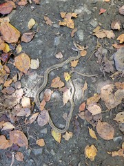 Thamnophis saurita saurita