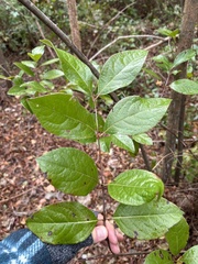 Calycanthus floridus