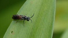 Sphecodes
