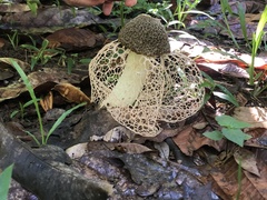 Phallus haitangensis