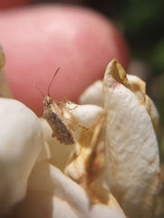 Liorhyssus hyalinus
